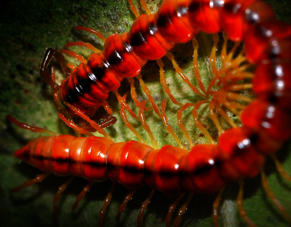 Opisthodolichopus