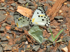 Belenois sudanensis