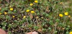 Pentzia tortuosa