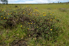 Pentzia tortuosa