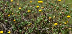 Pentzia tortuosa