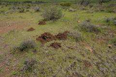 Cryptomys hottentotus