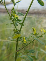Melilotus altissimus