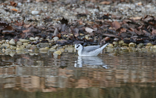 Falaropo picogrueso (Phalaropus fulicarius)