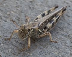 Melanoplus devastator