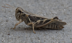Melanoplus devastator