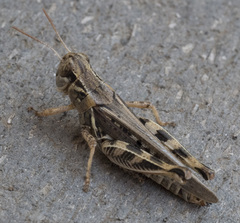 Melanoplus devastator