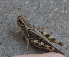 Melanoplus devastator