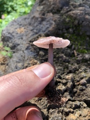 Mycena diosma