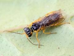 Pamphilius marginatus