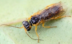 Pamphilius marginatus