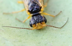 Pamphilius marginatus