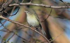 Vireo bellii