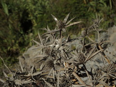 Eryngium campestre
