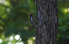 Sphyrapicus nuchalis