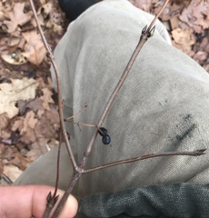 Viburnum acerifolium