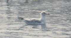 Chroicocephalus cirrocephalus