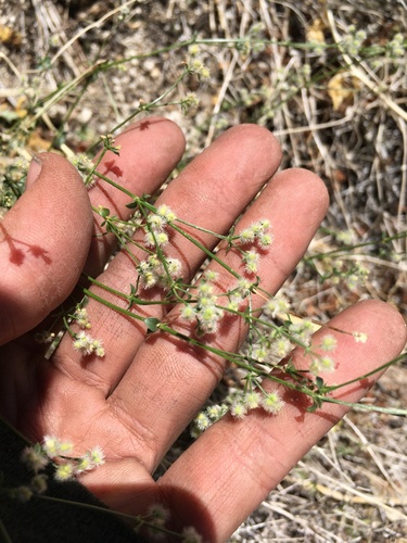 Image of Galium matthewsii by (c) Martin Purdy, some rights reserved (CC BY)