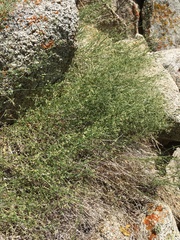 Galium matthewsii