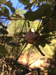 Heteroecus sanctaeclarae