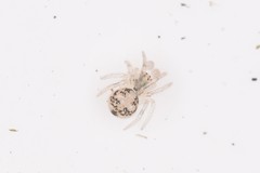 Paidiscura pallens