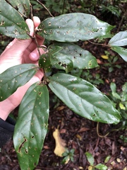 Ocotea monteverdensis