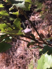 Heteroecus sanctaeclarae