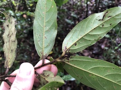 Ocotea monteverdensis