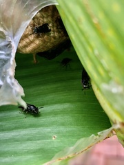Protopolybia fuscata