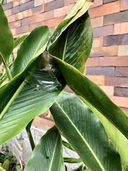 Protopolybia fuscata