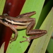 Striped Snouted Tree Frog - Photo (c) Diego Santana, some rights reserved (CC BY-NC), uploaded by Diego Santana