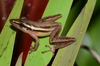 Striped Snouted Tree Frog - Photo (c) Diego Santana, some rights reserved (CC BY-NC), uploaded by Diego Santana