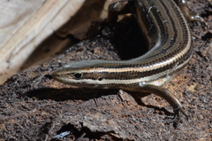 Aspronema dorsivittatum