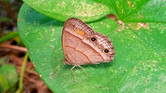 Cissia pompilia