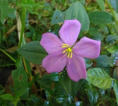 Heterotis rotundifolia