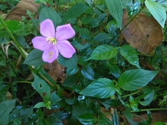 Heterotis rotundifolia