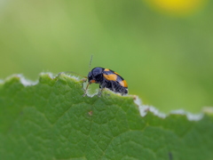 Cryptocephalus anticus