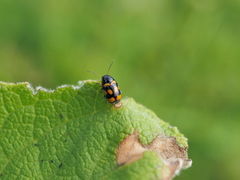 Cryptocephalus anticus