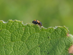 Cryptocephalus anticus