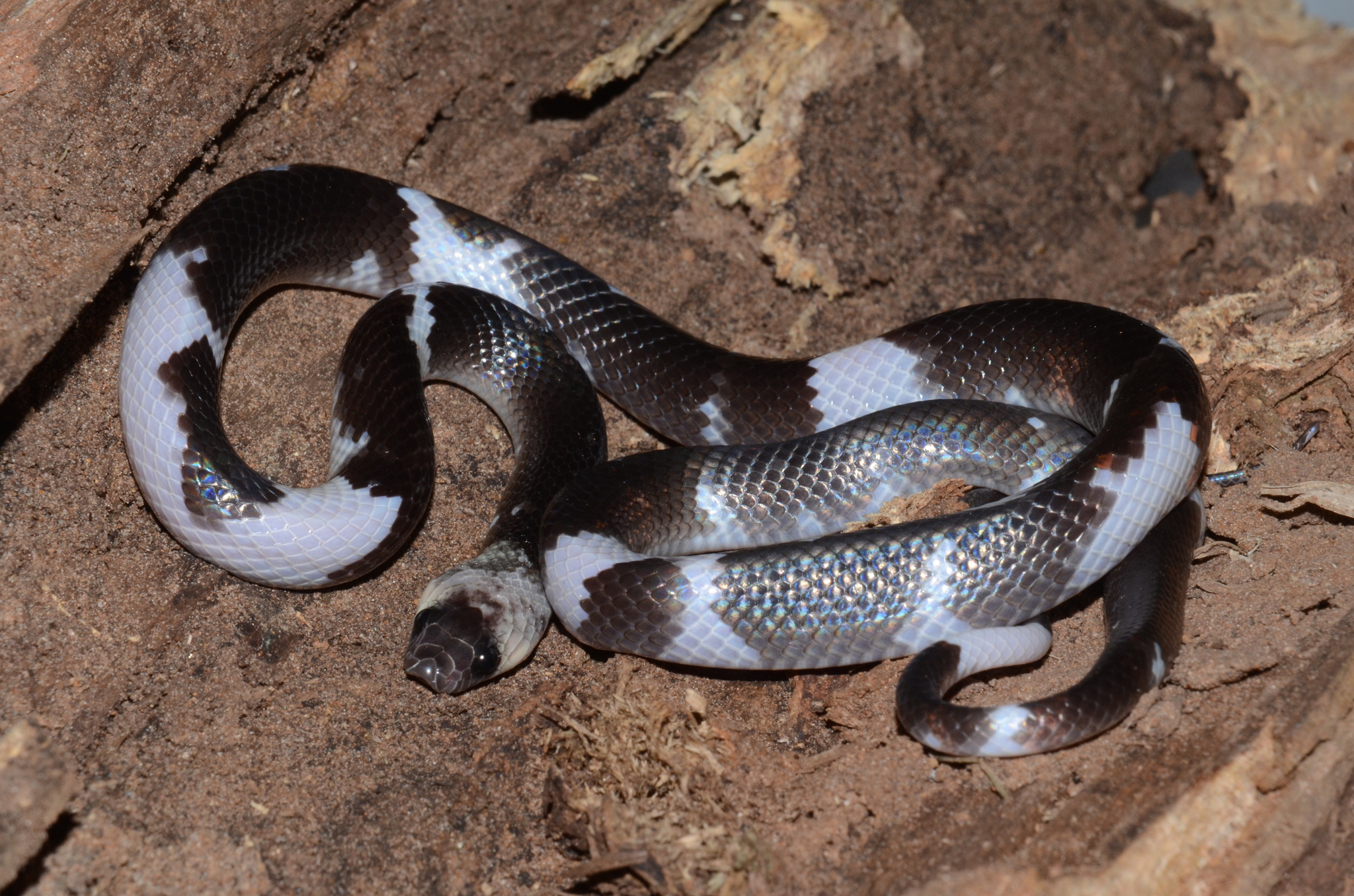 Cobra-preta (Pseudoboa nigra) · BioDiversity4All