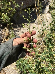 Scrophularia desertorum