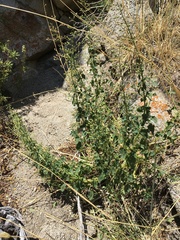 Scrophularia desertorum
