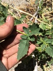 Scrophularia desertorum