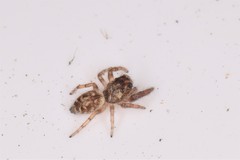 Macaroeris nidicolens
