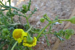 Senecio gallicus