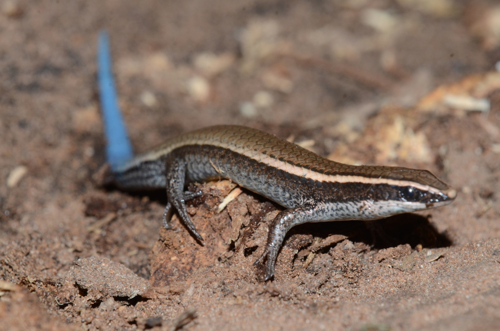 Maximilian's Blue-Tailed Microteiid