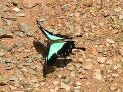 Papilio phorcas