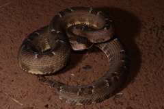 Bothrops pauloensis