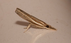 Image of Fissicrambus fissiradiellus