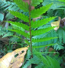 Selaginella exaltata